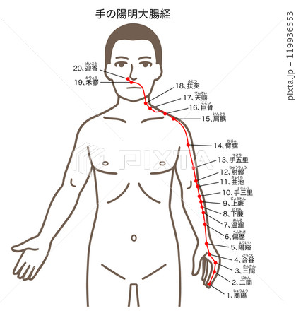 鍼灸の経穴、手の陽明大腸経、ツボのイラスト 鍼灸の経穴、手の陽明大腸経、ツボのイラスト 119936553