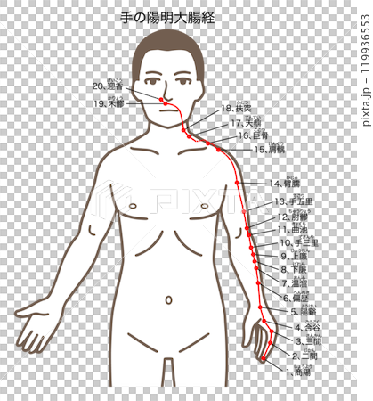 針灸穴位、手陽明大腸經、穴位圖解 針灸穴位、手陽明大腸經、穴位圖解 119936553