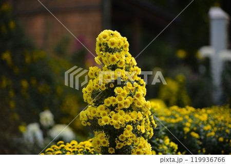 大風景花壇　弥彦菊まつり 119936766