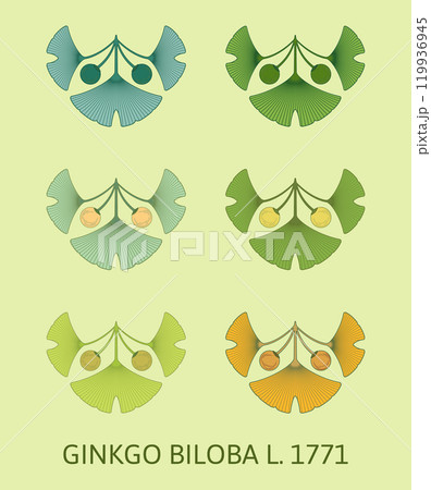 Set of vector illustrations of ginkgo biloba leaf and fruit using the sacred geometry method. Set of vector illustrations of ginkgo biloba leaf and fruit using the sacred geometry method. 119936945