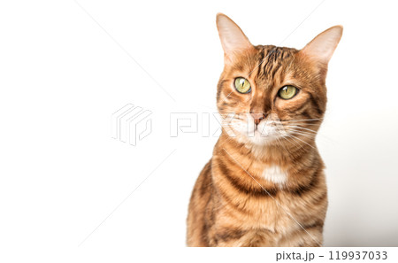 Bengal cat isolated on white for advertising. 119937033