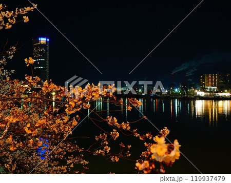 新潟県新潟市 夜桜と萬代橋の風景より 119937479