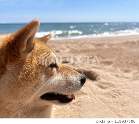 Shiba Inu puppy and his friend kitten 119937506