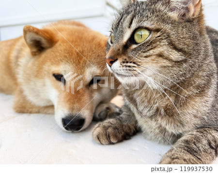 Shiba Inu puppy and his friend kitten 119937530