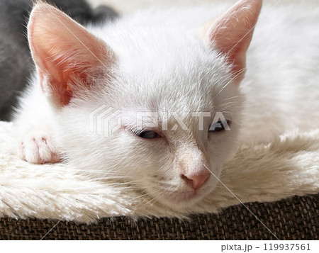 Two little kittens are playing Two little kittens are playing 119937561