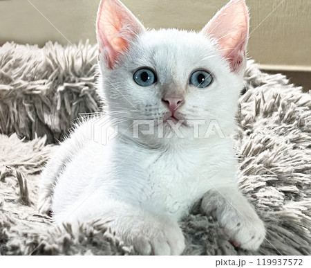 Two little kittens are playing 119937572