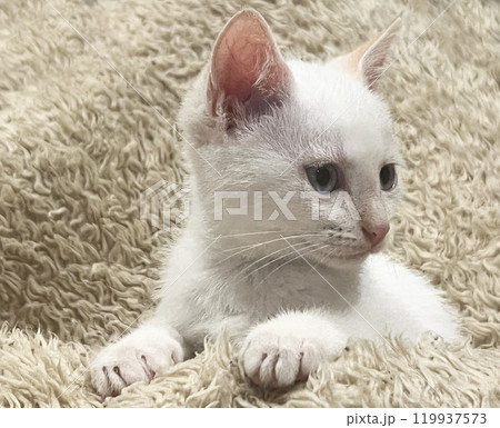 Two little kittens are playing 119937573