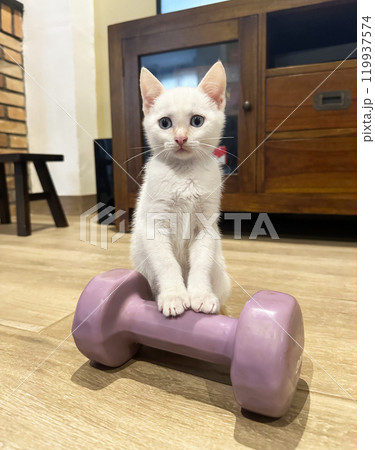 Two little kittens are playing 119937574