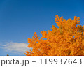 大空と黄色に色ずくイチョウ 119937643