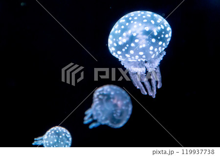 タコクラゲ 119937738