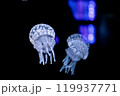 タコクラゲ 119937771