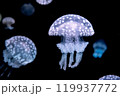 タコクラゲ 119937772