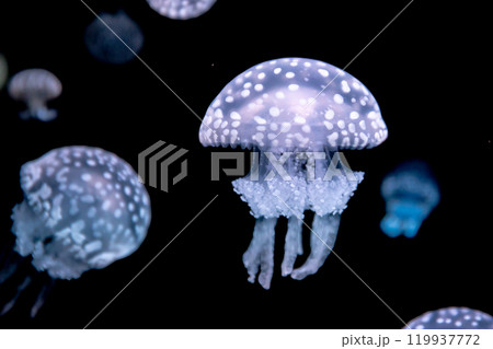 タコクラゲ 119937772