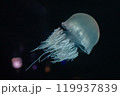 エチゼンクラゲ 119937839