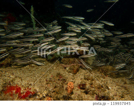 Juvenile Plotosus lineatus or striped eel catfish at a scuba dive in Puerto Galera, Philippines Juvenile Plotosus lineatus or striped eel catfish at a scuba dive in Puerto Galera, Philippines 119937845