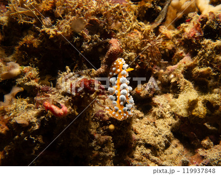 Bright yellow and white Ocellated Phyllidia nudibranch, Phyllidia ocellata, a dorid nudibranch 119937848