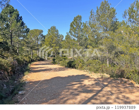 A walk in the winter forest in Valencia, Spain 119937889