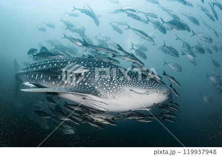 Whale shark swimming with school of Rainbow runner and Giant trevally fish in Andaman sea Whale shark swimming with school of Rainbow runner and Giant trevally fish in Andaman sea 119937948