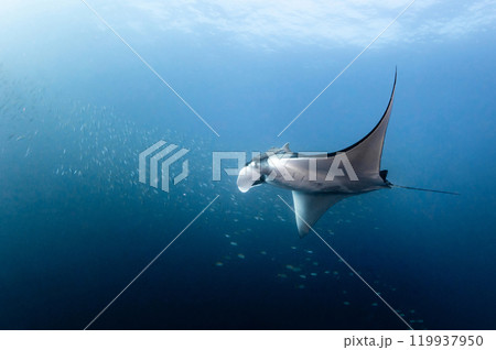 Giant oceanic manta ray chasing small fishes swimming in the blue water of Andaman Sea in Thailand 119937950