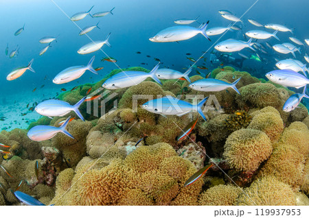 School of Rainbow runner swimming over Goniopora coral reef in Andaman Sea 119937953