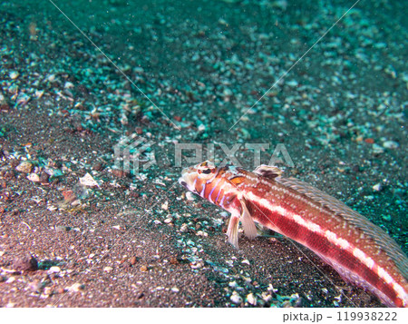 海底のトラギス 119938222