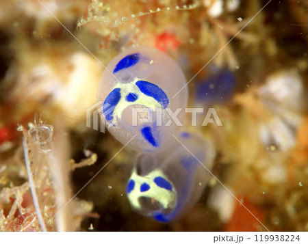 青パンダホヤ 119938224