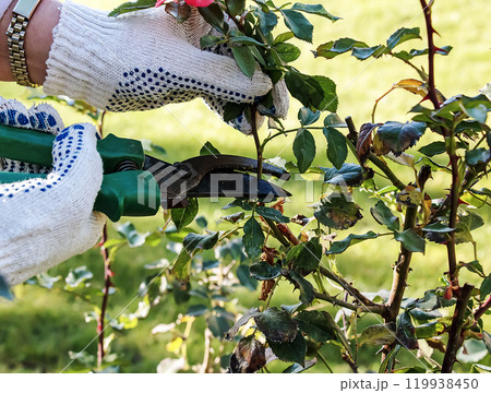 Female hands in gloves perform pruning of rose bushes before winter. Female hands in gloves perform pruning of rose bushes before winter. 119938450