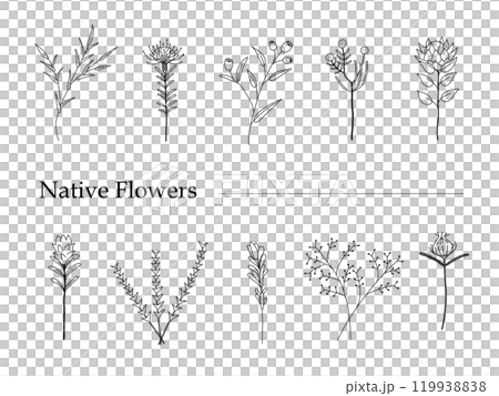 Simple plant line drawing illustration 119938838