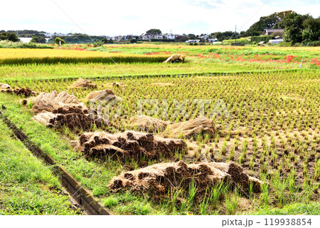 茅ヶ崎里山の田園風景 119938854