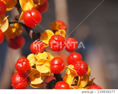 ツルウメモドキの果実 119939277