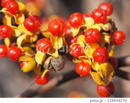 ツルウメモドキの果実 ツルウメモドキの果実 119939278