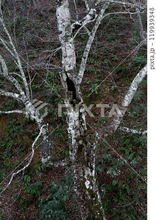 晩秋のいぶし銀の裸木岩手県八幡平 119939348