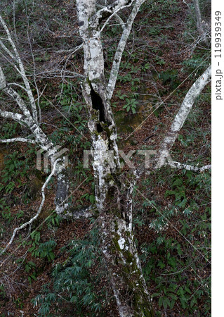 晩秋のいぶし銀の裸木岩手県八幡平 119939349