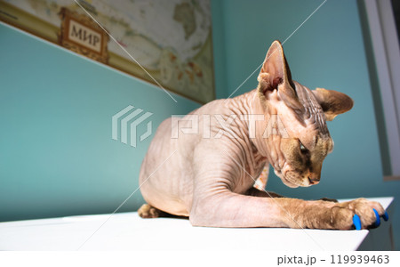 Bald brown grey Canadian Sphynx cat is lying calmly on a table. Domestic animal at home. Hairless feline pet indoors. A sphinx cat with blue silicone claws. Animals breed. Kitty cat basking in the sun 119939463