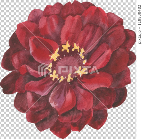 zinnia flower painted in watercolor 119939482