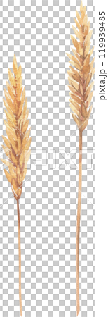 flowers and herbs painted in watercolor flowers and herbs painted in watercolor 119939485