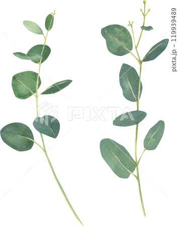 flowers and herbs painted in watercolor 119939489