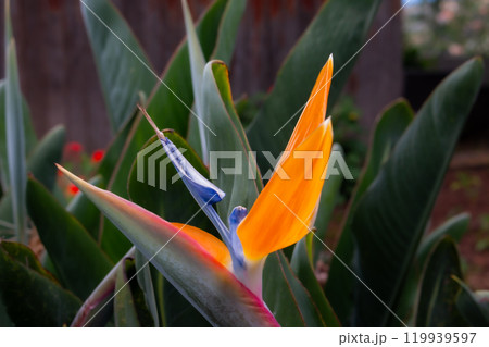 Strelitzia blossom in the nature, Madeira, Portugal 119939597