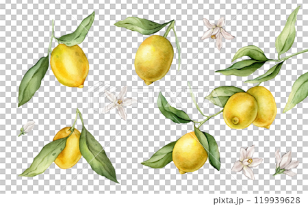 Set of lemon branches with green leaves and white flower. Hand drawn tangerines isolated background. Watercolor clipart illustrations. collection of citrus fruits. Yellow botanical painting 119939628