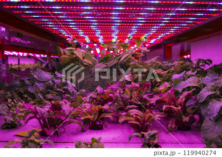 Racks for growing herbs and vegetables under special LED lights belts in aquaponics system combining fish aquaculture with hydroponics 119940274