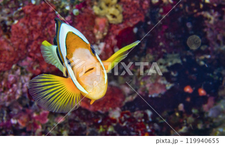 Clark s Anemonefish, Sulawesi 119940655