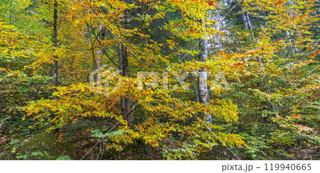 Autumn Mixed Forest, Oberammergau, Germany 119940665