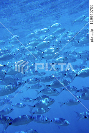 Saddled Seabream, Cabo Cope-Puntas del Calnegre Natural Park, Spain 119940709