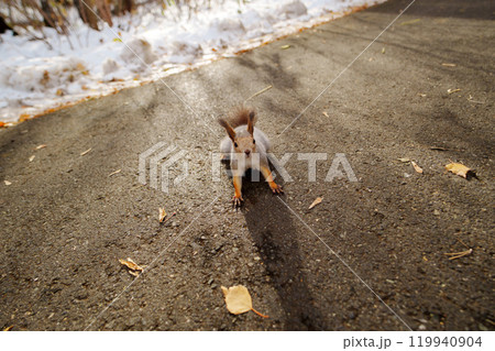 A curious squirrel pauses on a sunlit path surrounded by fallen leaves and a hint of snow in a tranquil forest setting A curious squirrel pauses on a sunlit path surrounded by fallen leaves and a hint of snow in a tranquil forest setting 119940904