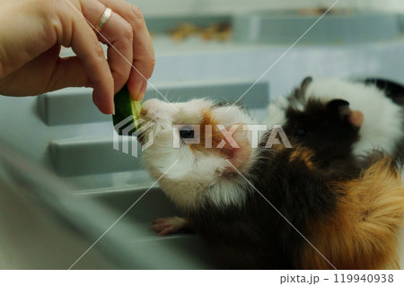 Gentle hand offers a crisp slice of cucumber, the inquisitive guinea pig emerges, savoring the refreshing treat with delight Gentle hand offers a crisp slice of cucumber, the inquisitive guinea pig emerges, savoring the refreshing treat with delight 119940938