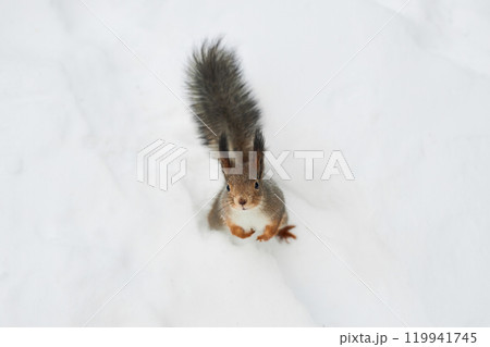 Top view portrait of cute little squirrel looking up at camera in snowy winter forest waiting for treats and nuts copy space Top view portrait of cute little squirrel looking up at camera in snowy winter forest waiting for treats and nuts copy space 119941745