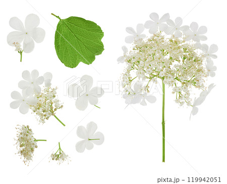 Viburnum flower isolated on a white background. Top view. Flat lay. Viburnum flower isolated on a white background. Top view. Flat lay. 119942051