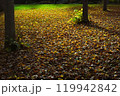 公園の落ち葉 119942842