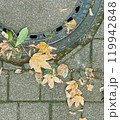 落ち葉とマンホール蓋 119942848