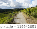 葡萄畑のあぜ道 119942851